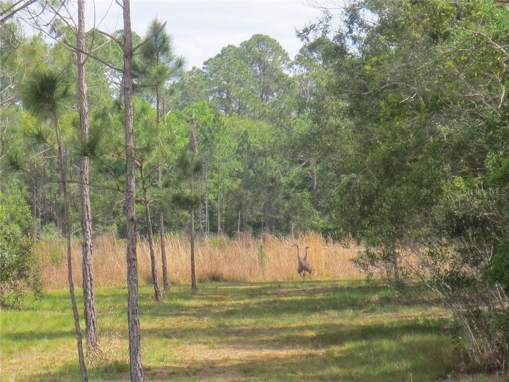 0 SE 10th Street Silver Springs FL 34488 - TOBE LAKE OM702888 image5