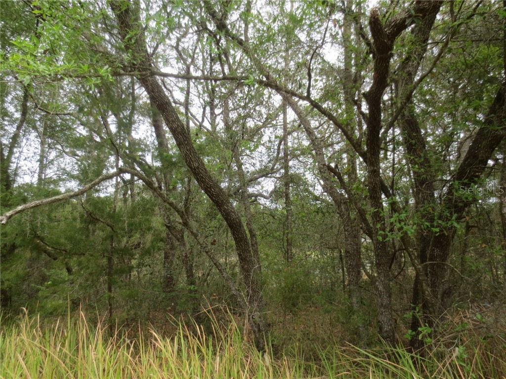 0 SE 128th Avenue Silver Springs FL 34488 OM655586 image1