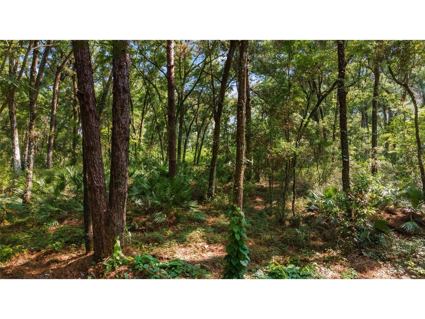 0 SE 142nd. Lane Summerfield FL 34491 OM660725 image1