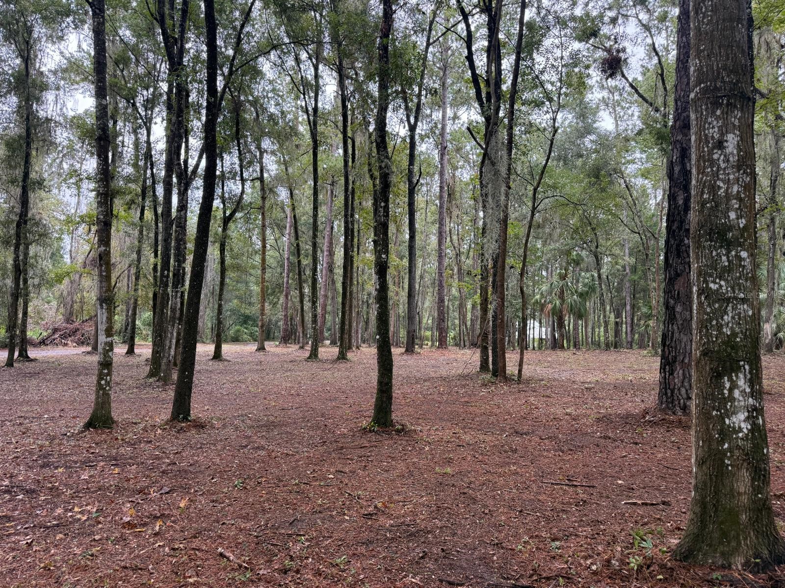 0 SE 40th Avenue Belleview FL 34420 O6271773 image23