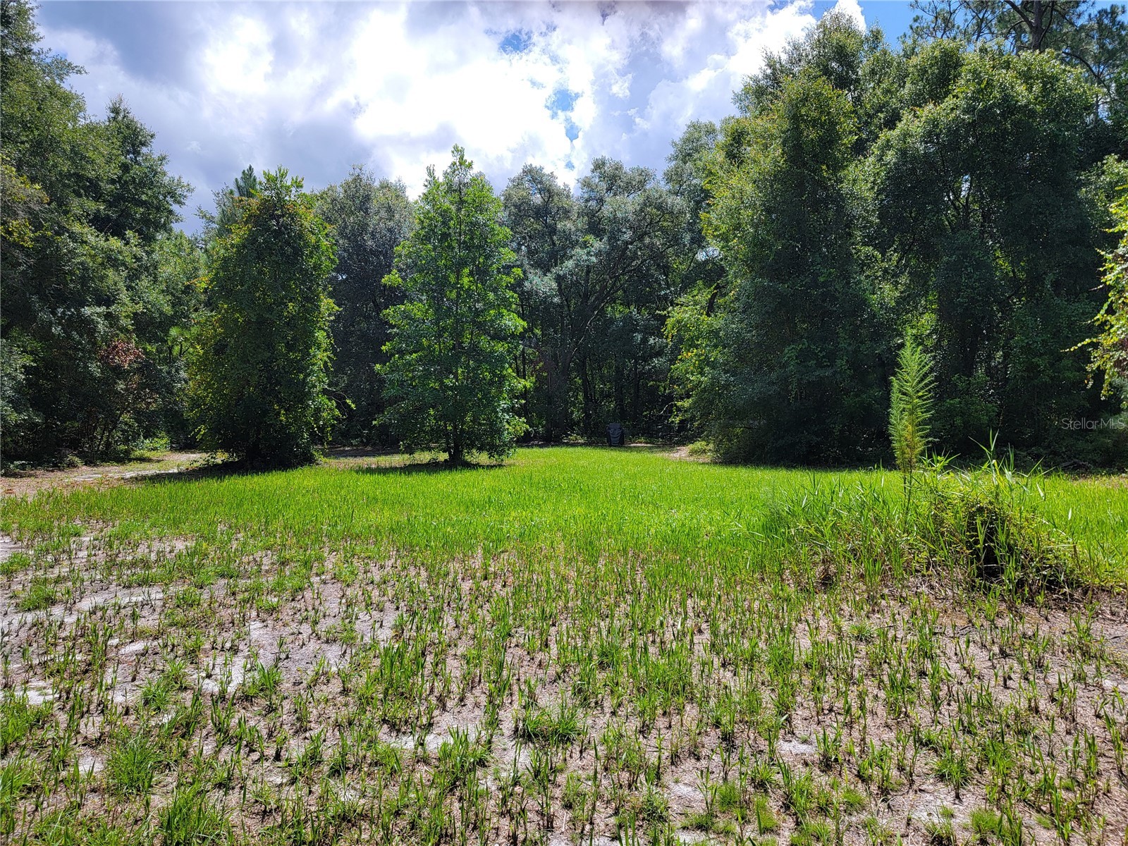 0 SE 464c Highway Ocklawaha FL 32179 G5112813 image1