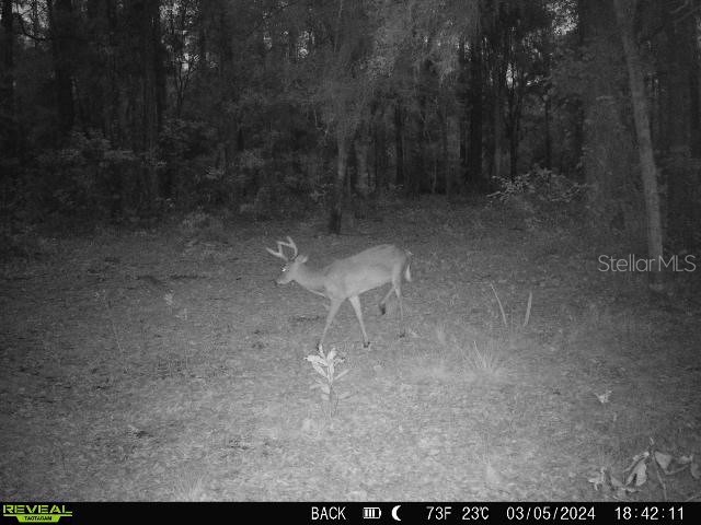 0 SE 464c Highway Ocklawaha FL 32179 G5112813 image23