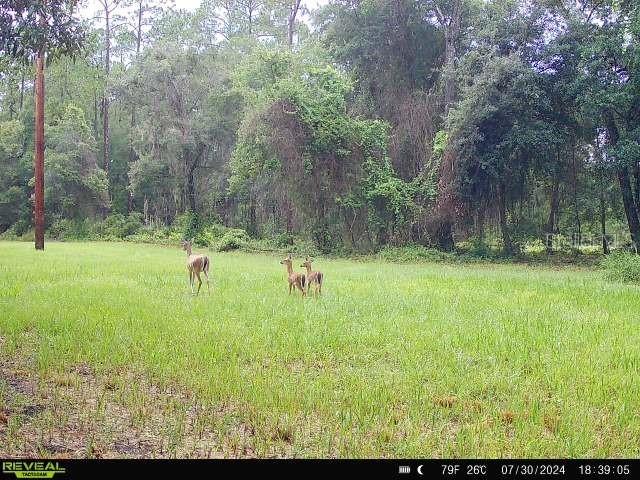 0 SE 464c Highway Ocklawaha FL 32179 G5112813 image26