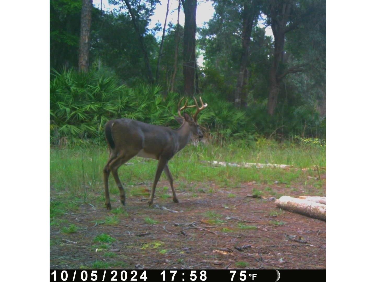 0 SE 464c Highway Ocklawaha FL 32179 G5112813 image28
