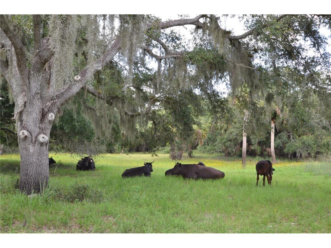 0 SE Highway 31 Arcadia FL 34266 - Prairie Creek C7511702 image29