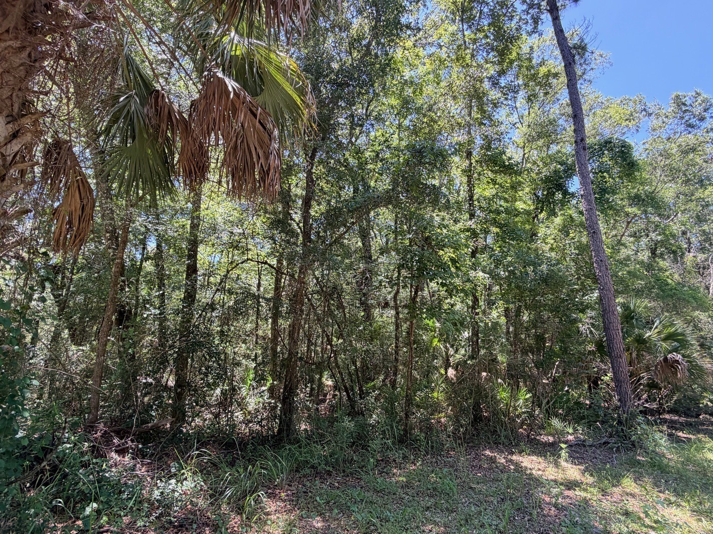 0 SE Hwy 19 Inglis FL 34449 - WACCASASSA RIVER GC541745 image1