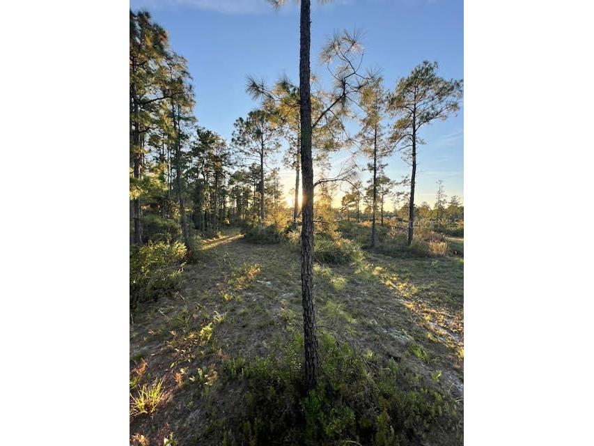 0 Seagrape Avenue Eustis FL 32736 A4672088 image3