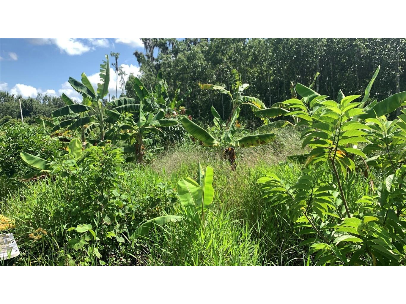 0 Sink Hole Road Bartow FL 33830 TB8408113 image11