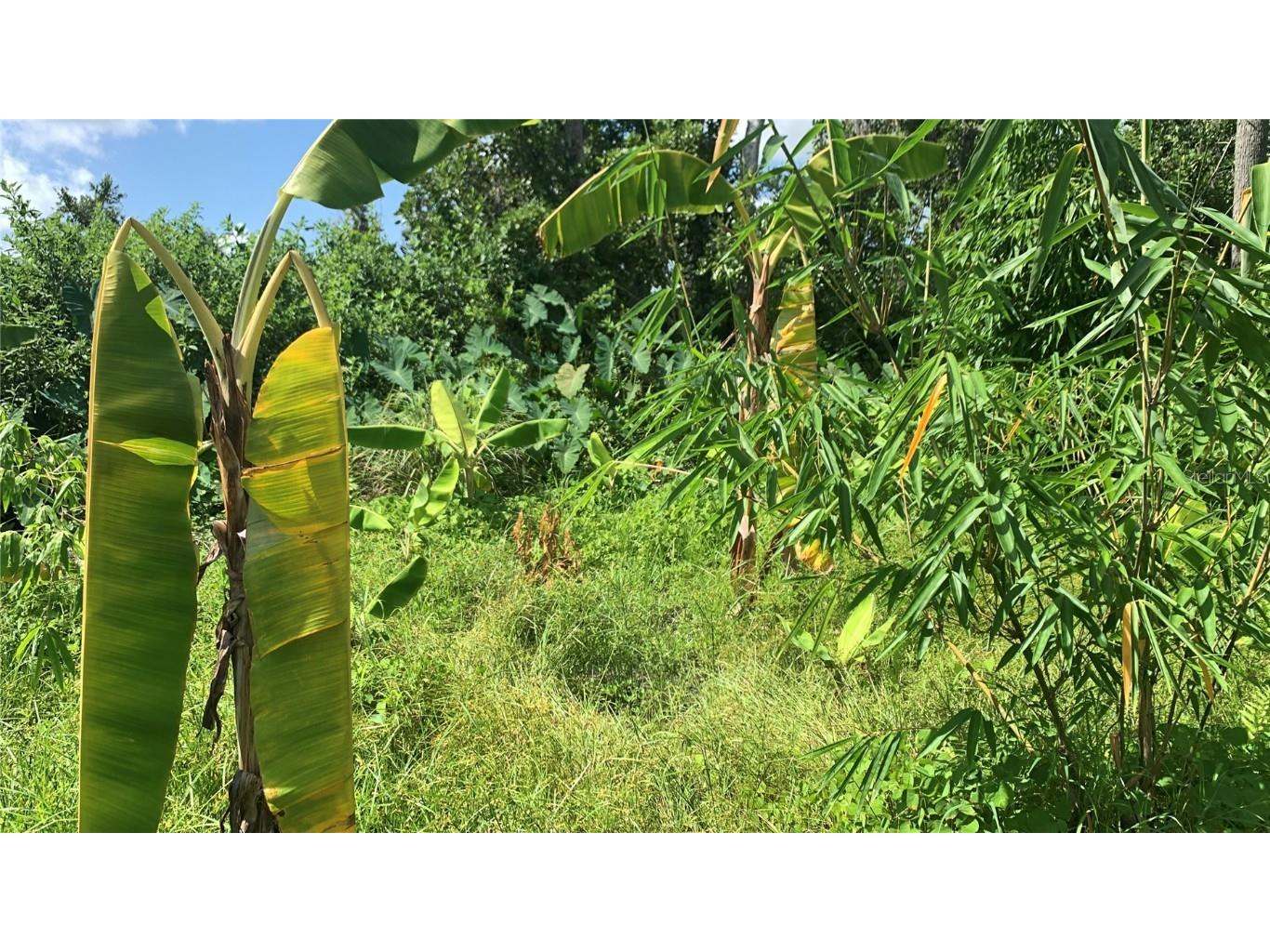 0 Sink Hole Road Bartow FL 33830 TB8408113 image12