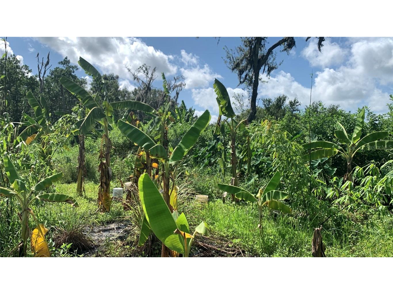 0 Sink Hole Road Bartow FL 33830 TB8408113 image13