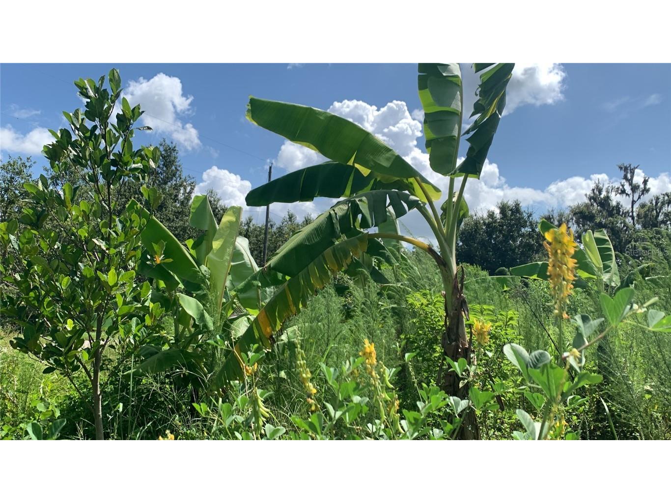 0 Sink Hole Road Bartow FL 33830 TB8408113 image14