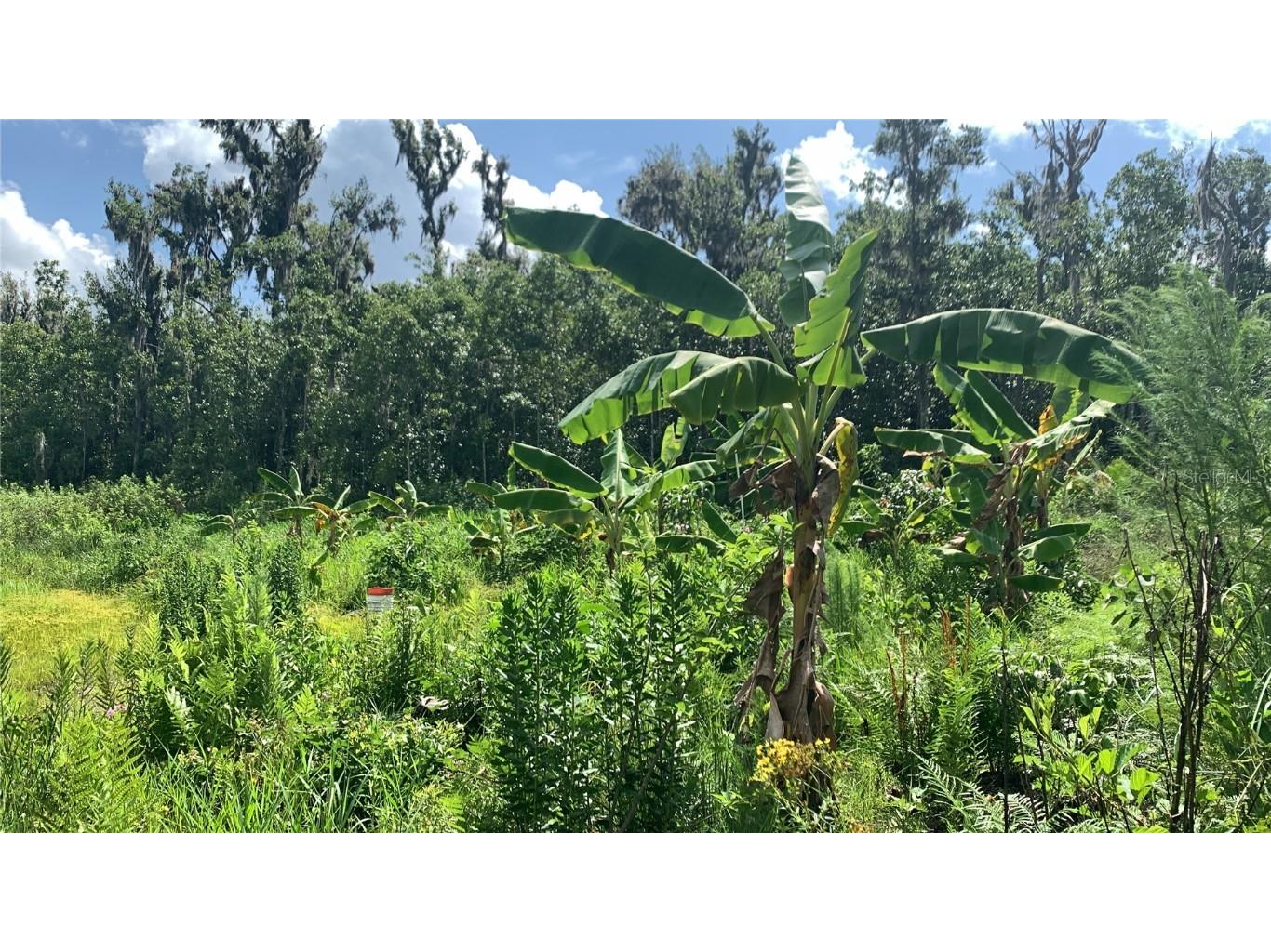 0 Sink Hole Road Bartow FL 33830 TB8408113 image16