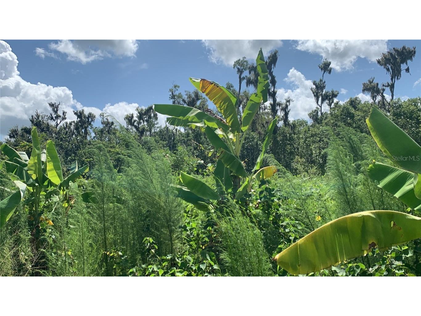 0 Sink Hole Road Bartow FL 33830 TB8408113 image18