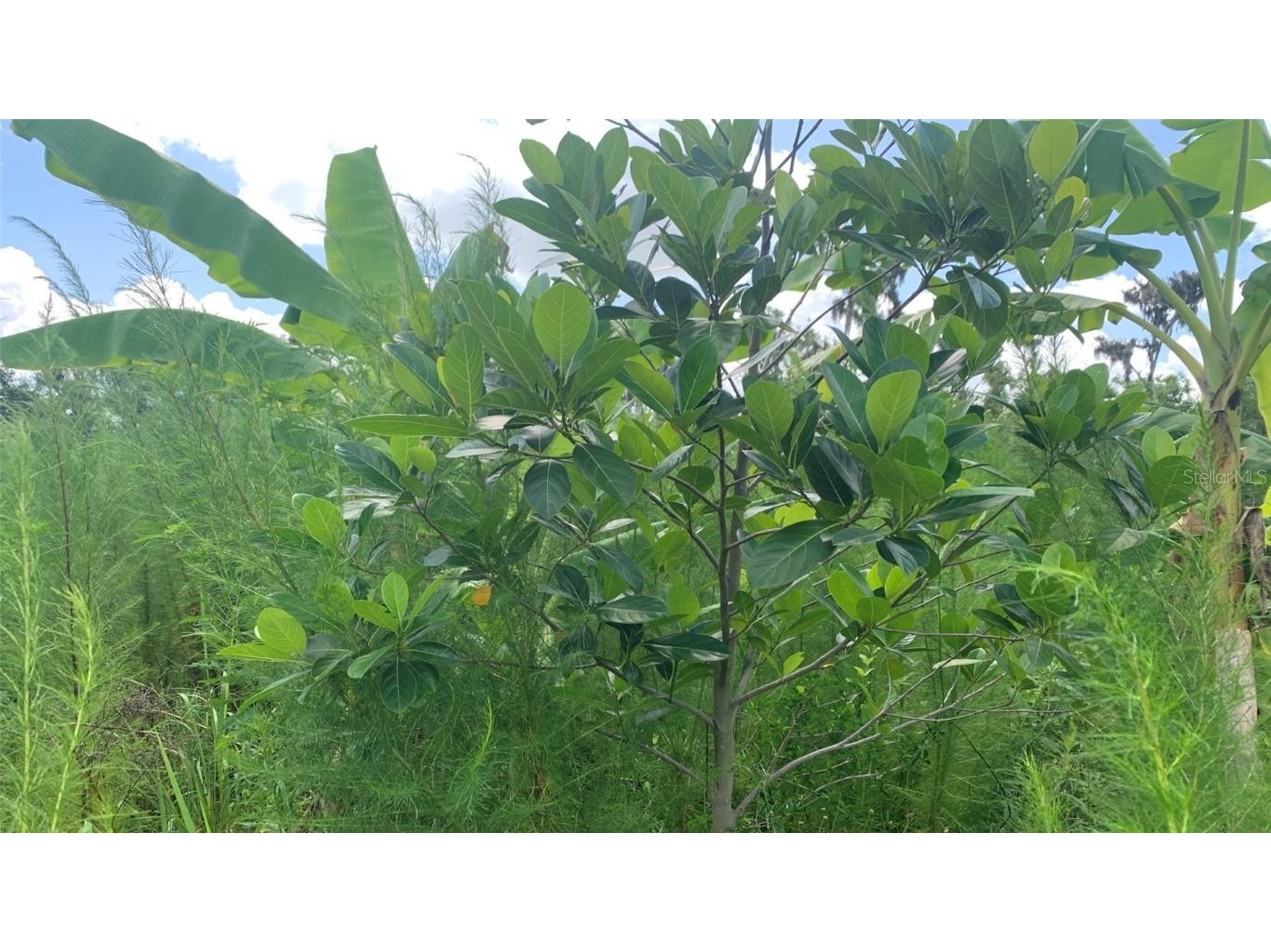 0 Sink Hole Road Bartow FL 33830 TB8408113 image19