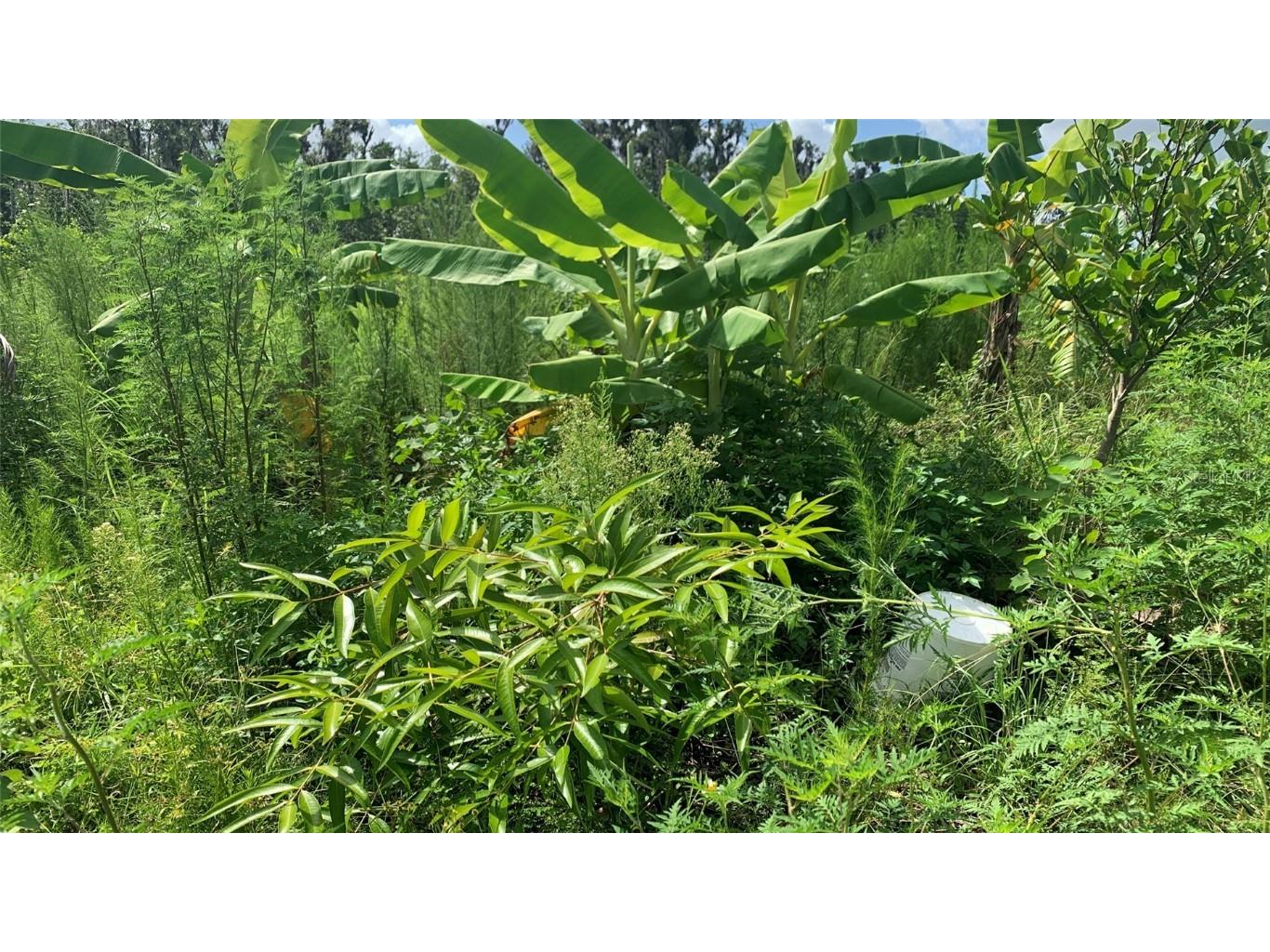 0 Sink Hole Road Bartow FL 33830 TB8408113 image20