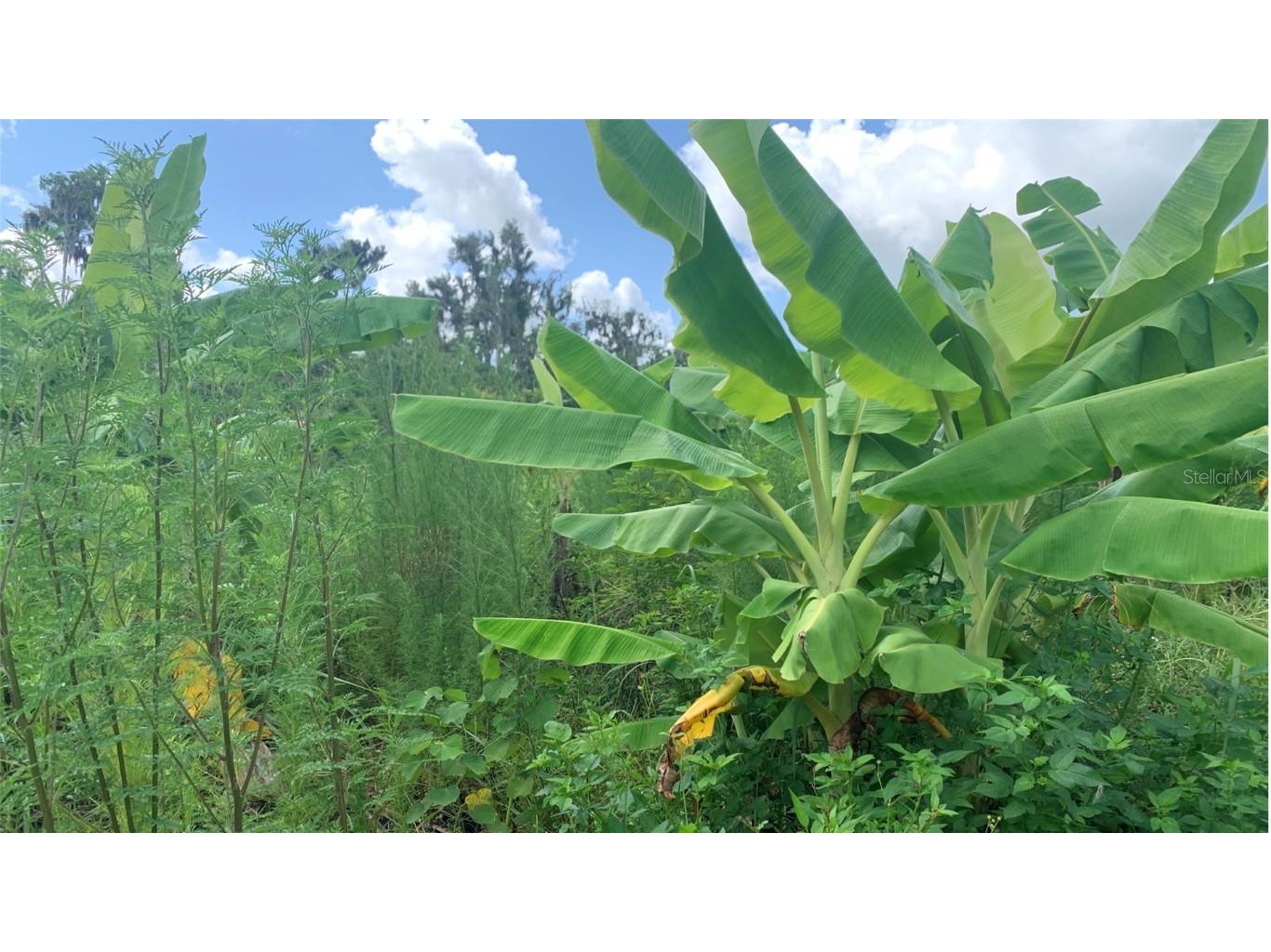 0 Sink Hole Road Bartow FL 33830 TB8408113 image21