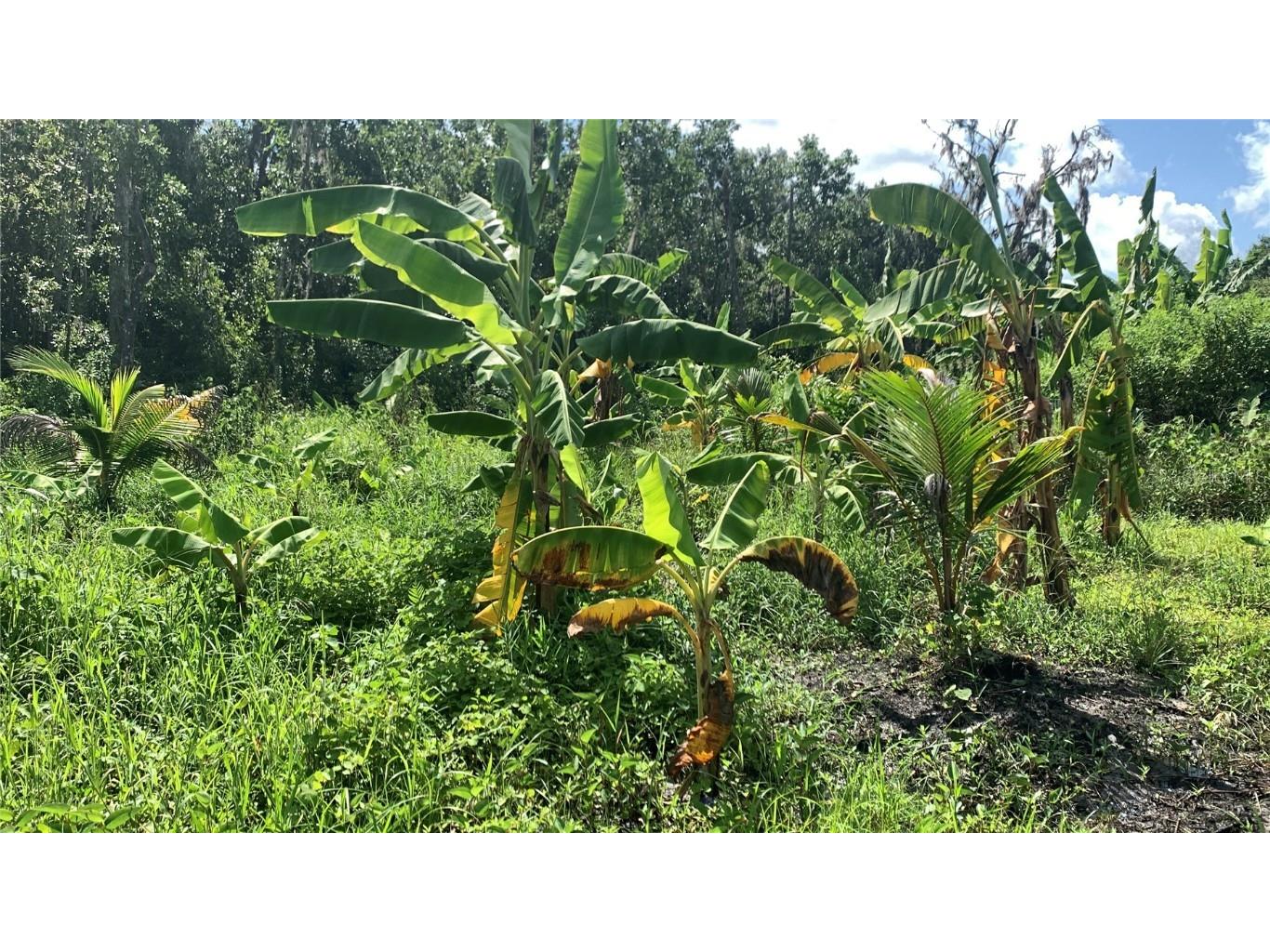 0 Sink Hole Road Bartow FL 33830 TB8408113 image7