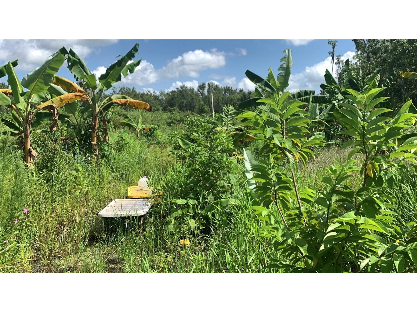 0 Sink Hole Road Bartow FL 33830 TB8408113 image8