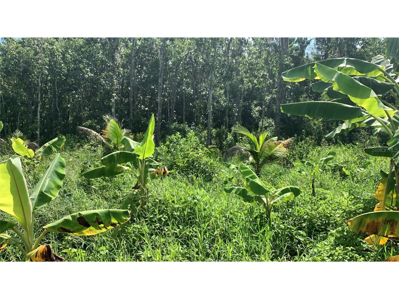 0 Sink Hole Road Bartow FL 33830 TB8408113 image9