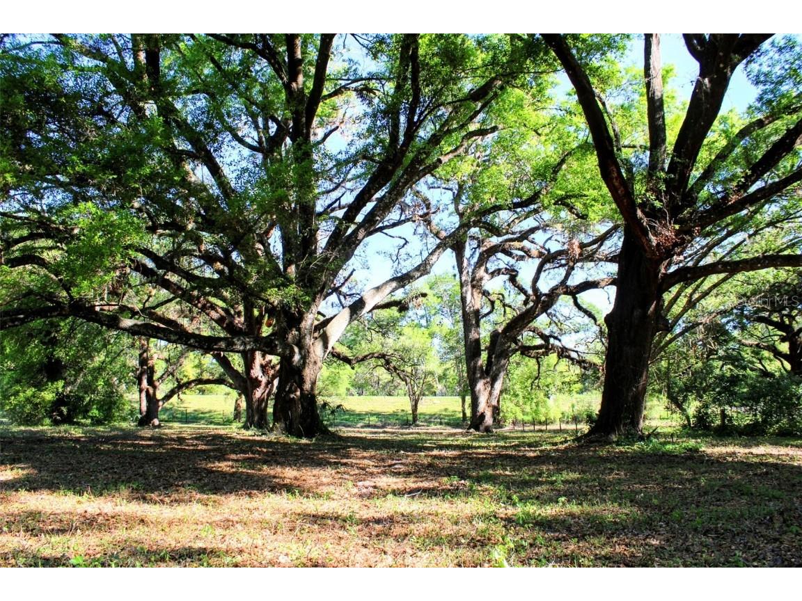 0 St Joe Road Dade City FL 33525 TB8359374 image10