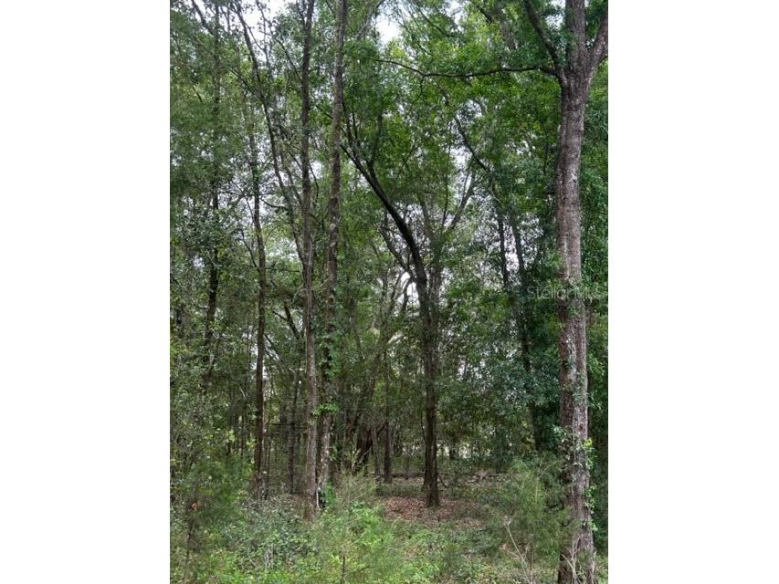 0 SW 106th Street Lot 9 Dunnellon FL 34432 OM656907 image1