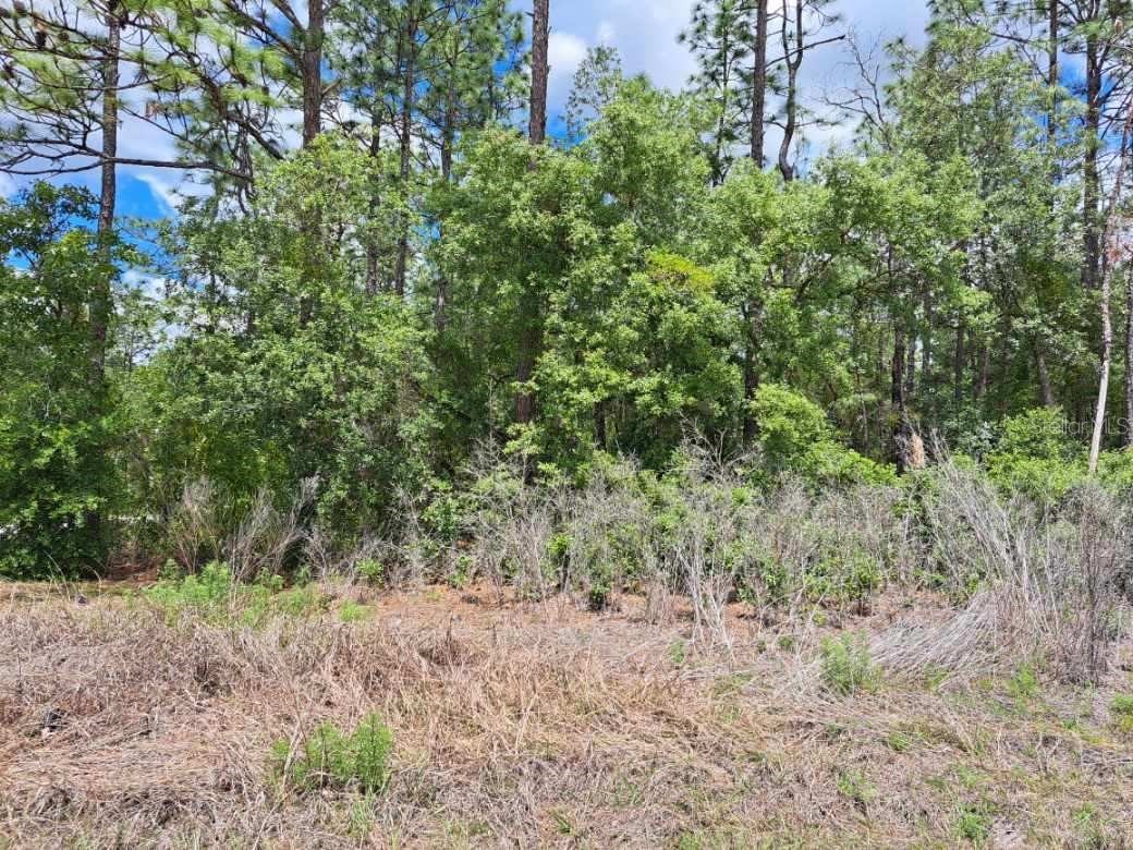 0 SW 125 Court Road Dunnellon FL 34432 OM723657 image3
