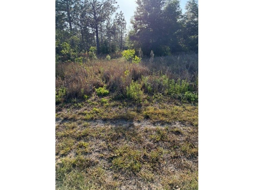 SW 142 Court Ocala FL 34481 O6405597 image3