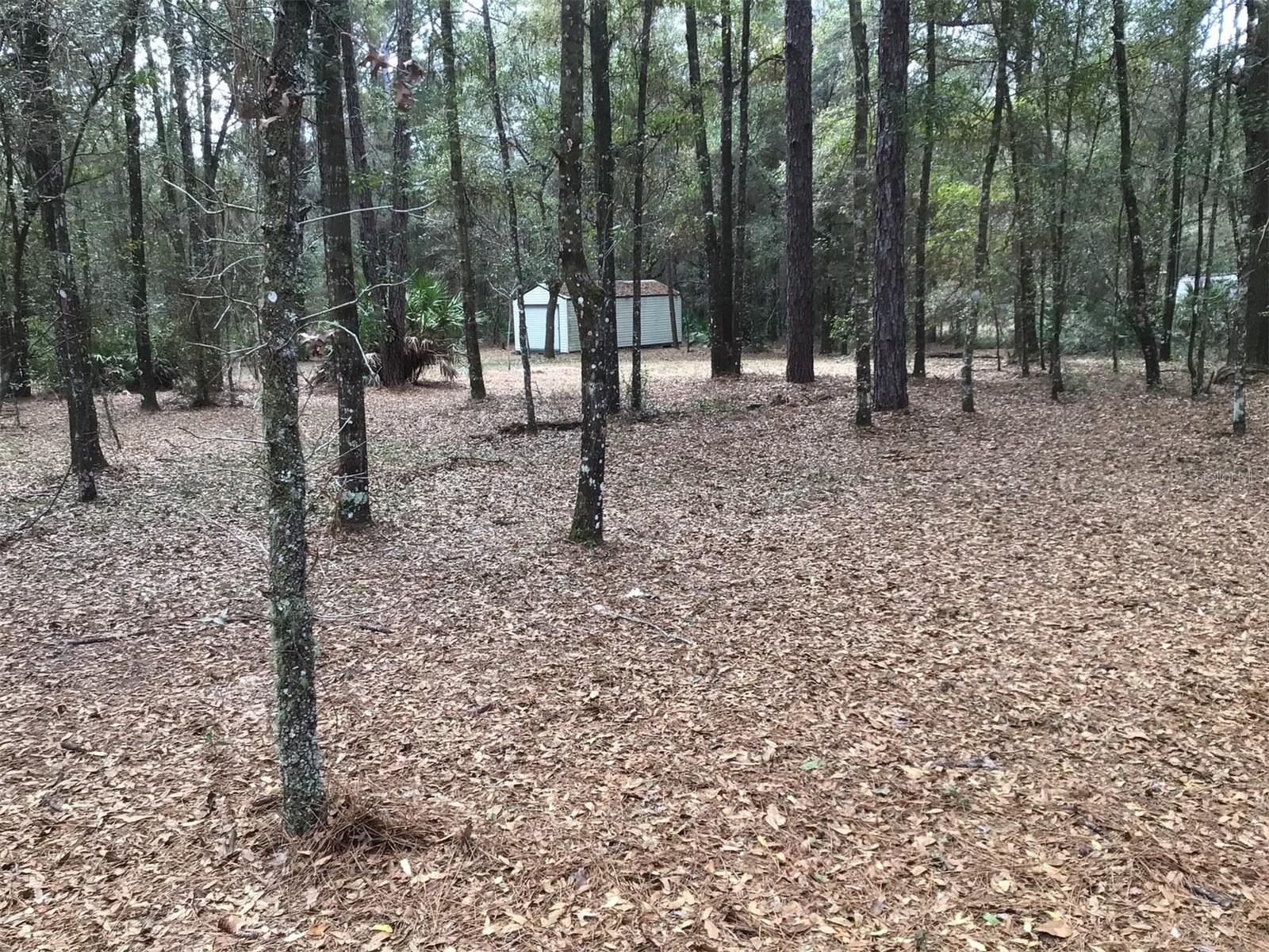 0 SW 153 Lane Dunnellon FL 34432 OM718520 image6