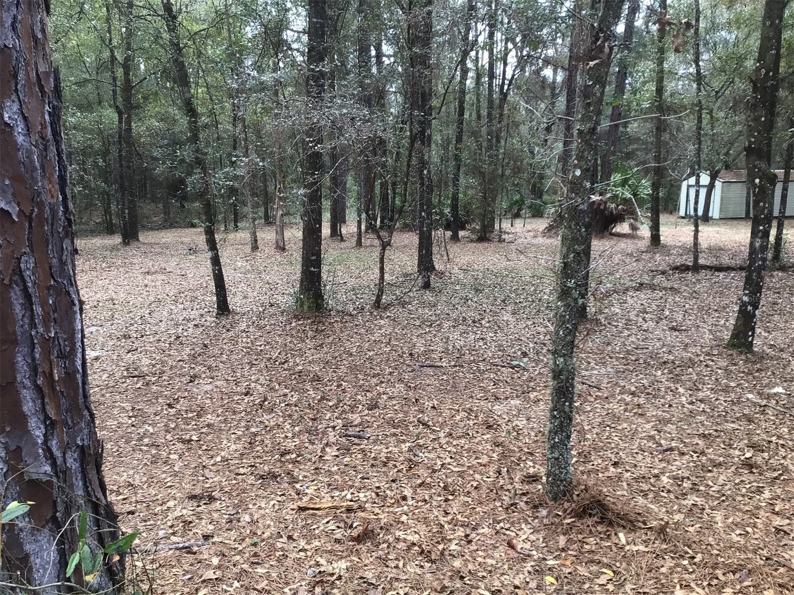 0 SW 153 Lane Dunnellon FL 34432 OM718520 image7