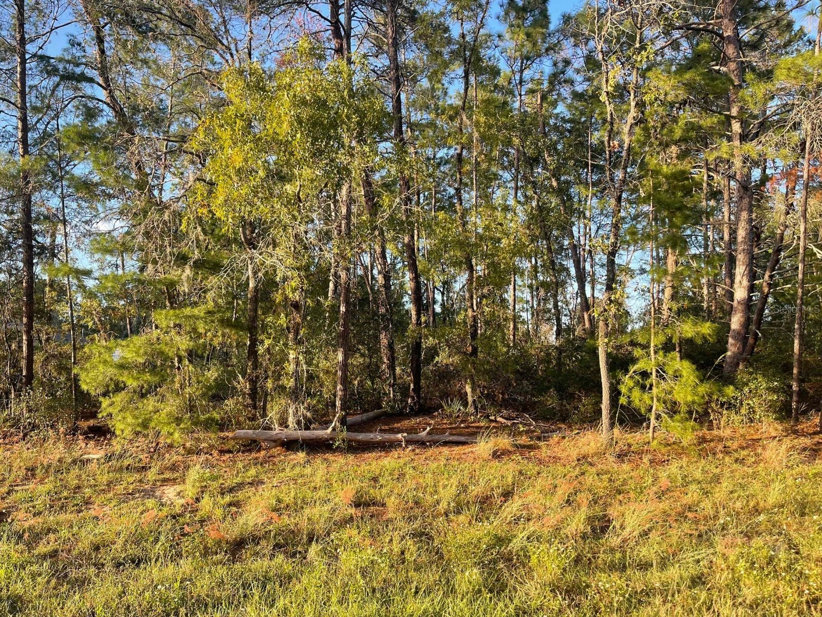 0 SW 157th Street Ocala FL 34473 OM726251 image4