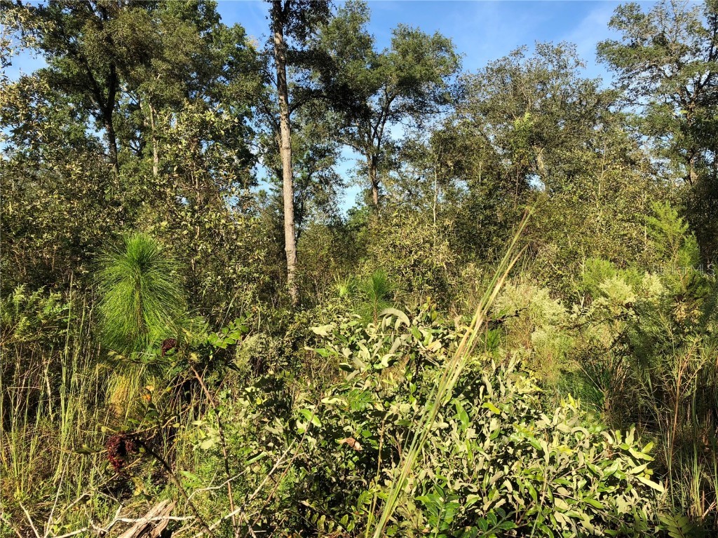 0 SW 179th Place Archer FL 32618 GC509801 image1