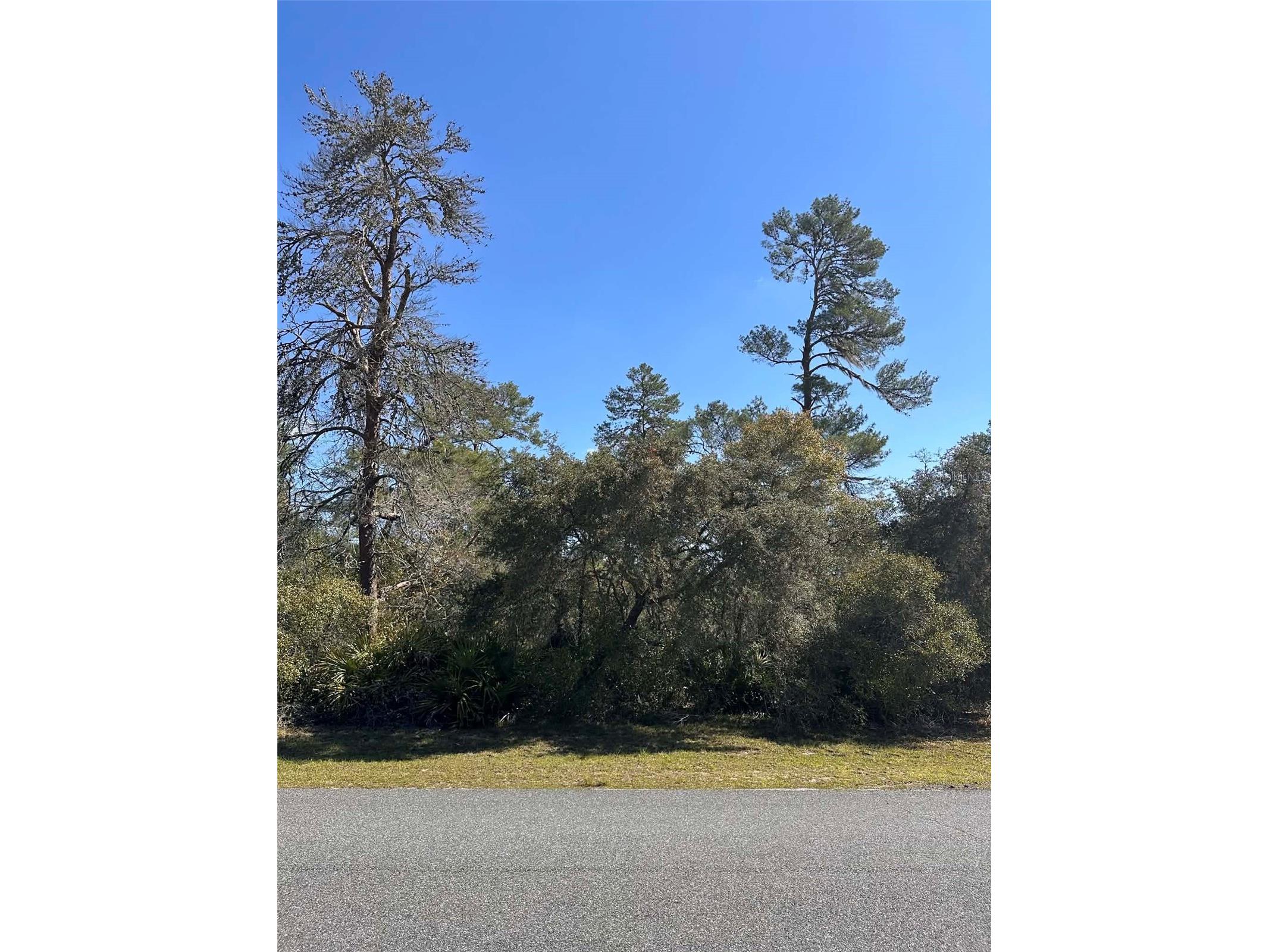 0 SW 36th Ave. Rd Ocala FL 34473 OM720987 image7