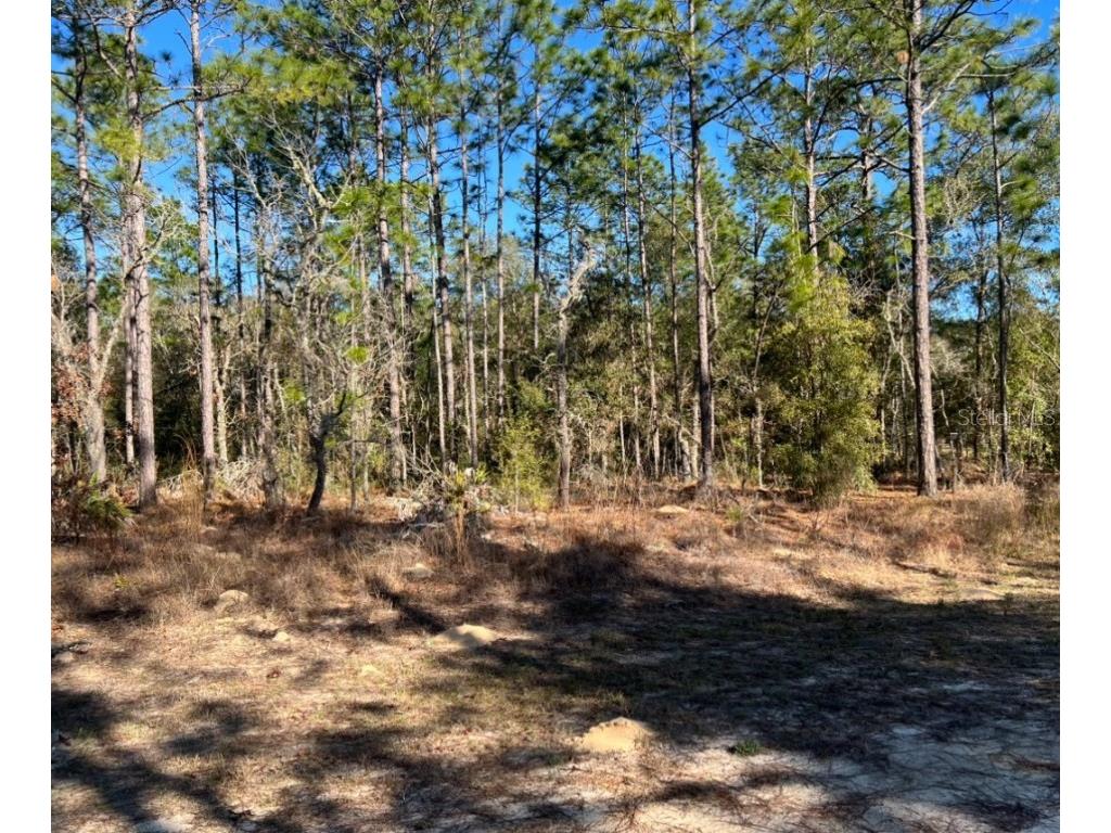 0 SW 54 Lane Road Ocala FL 34481 OM672436 image1