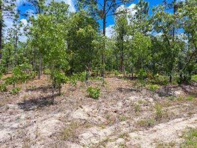 0 SW 87 Street Dunnellon FL 34432 OM723696 image3