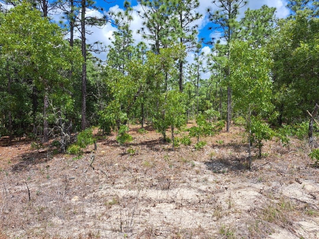 0 SW 87 Street Dunnellon FL 34432 OM723696 image4