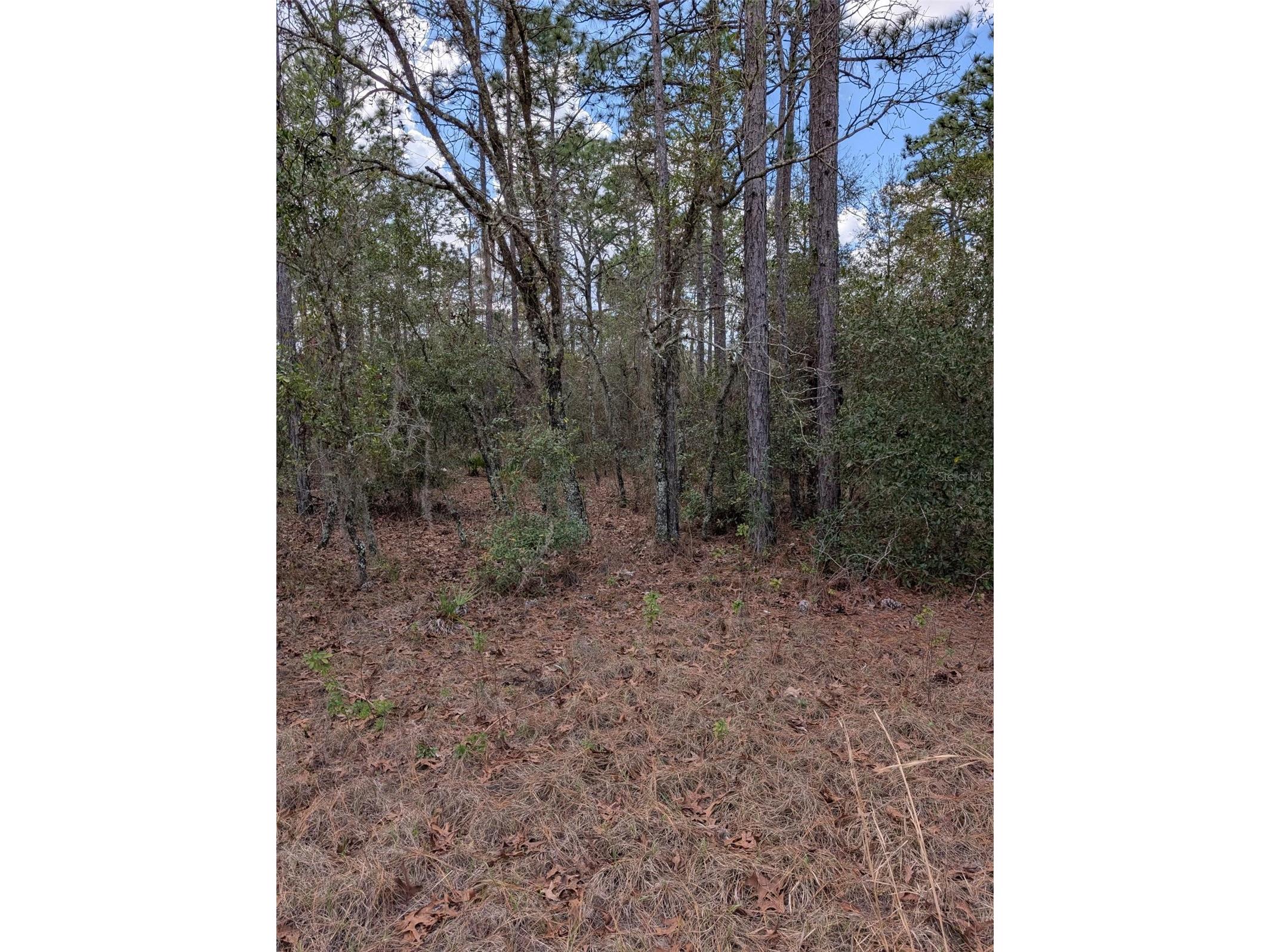 0 SW 90th Street Dunnellon FL 34432 OM727908 image1