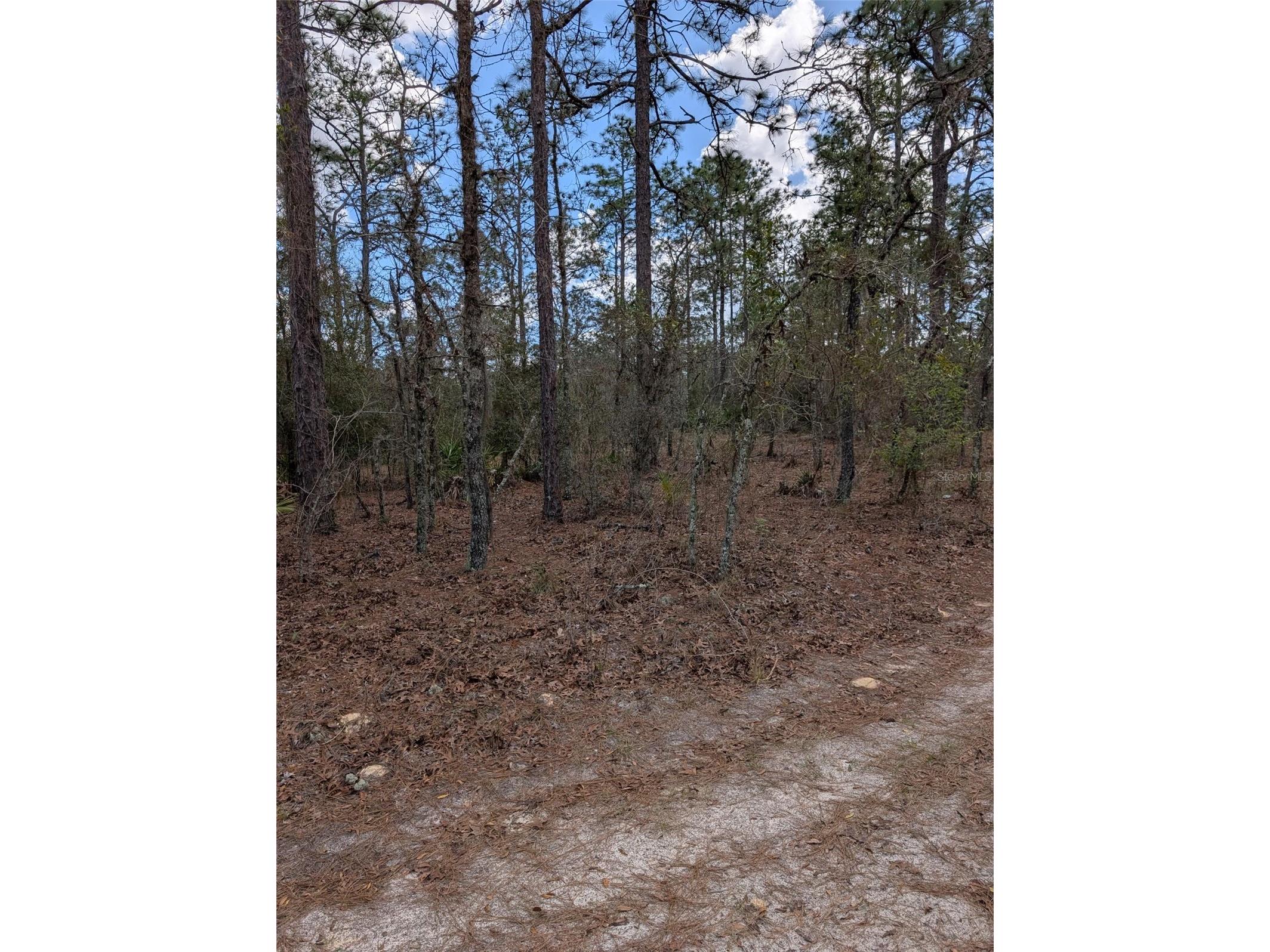 0 SW 90th Street Dunnellon FL 34432 OM727908 image2