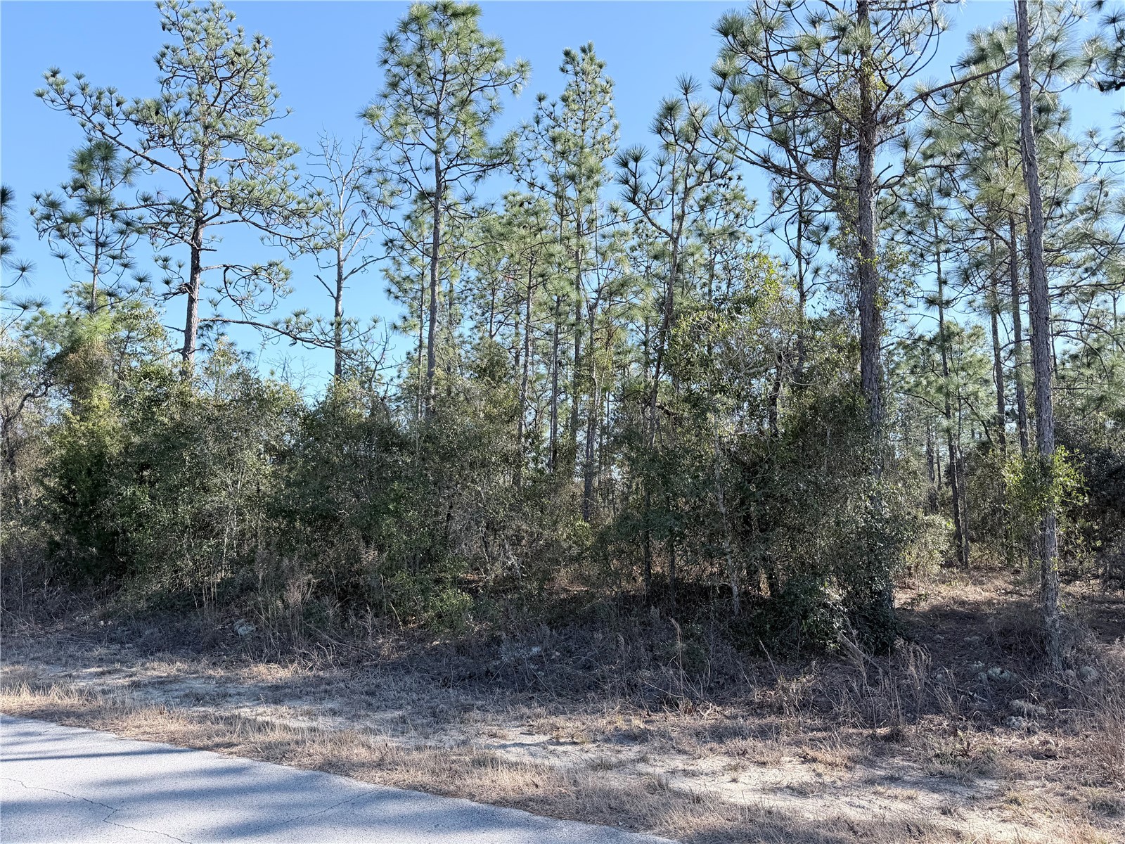 0 Sw Edgewater Blvd Dunnellon FL 34431 OM719450 image6