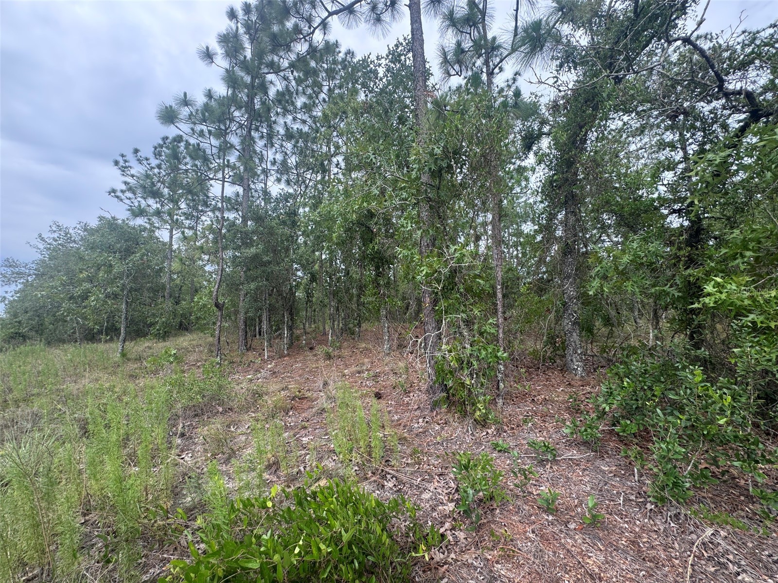 0 SW Egdewater Boulevard Dunnellon FL 34431 OM726290 image7