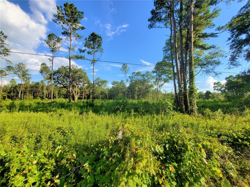 0 TBD NW 115th Avenue Reddick FL 32686 OM659623 image5