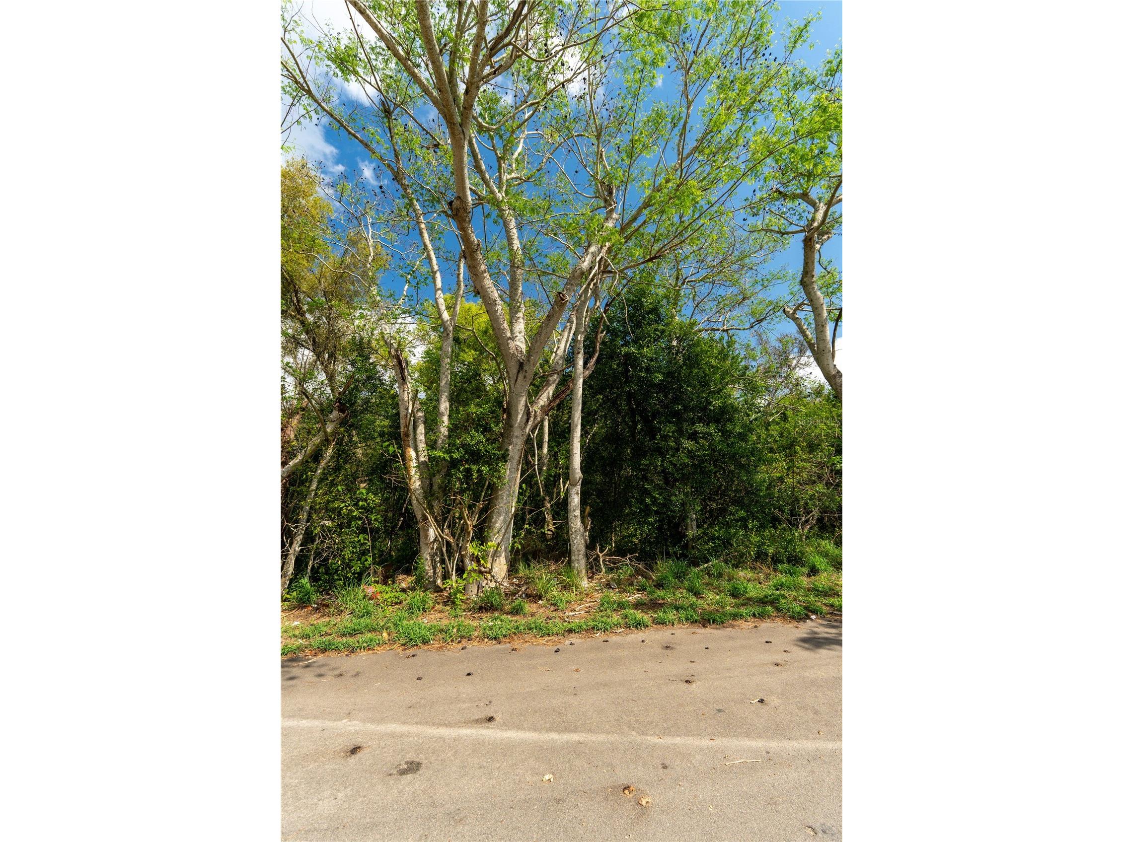 0 Tom Sheffield Road Frostproof FL 33843 A4684884 image17