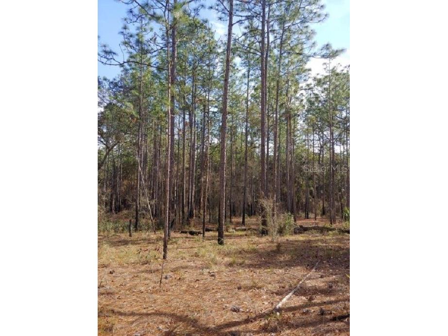 0 Us 41 Highway Floral City FL 34436 O6324405 image8