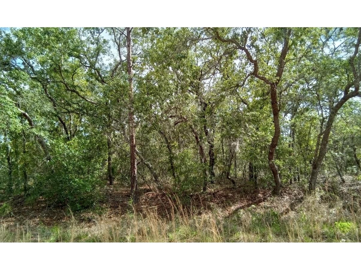 0 W 91th Lane #7 Dunnellon FL 34432 O6112893 image1