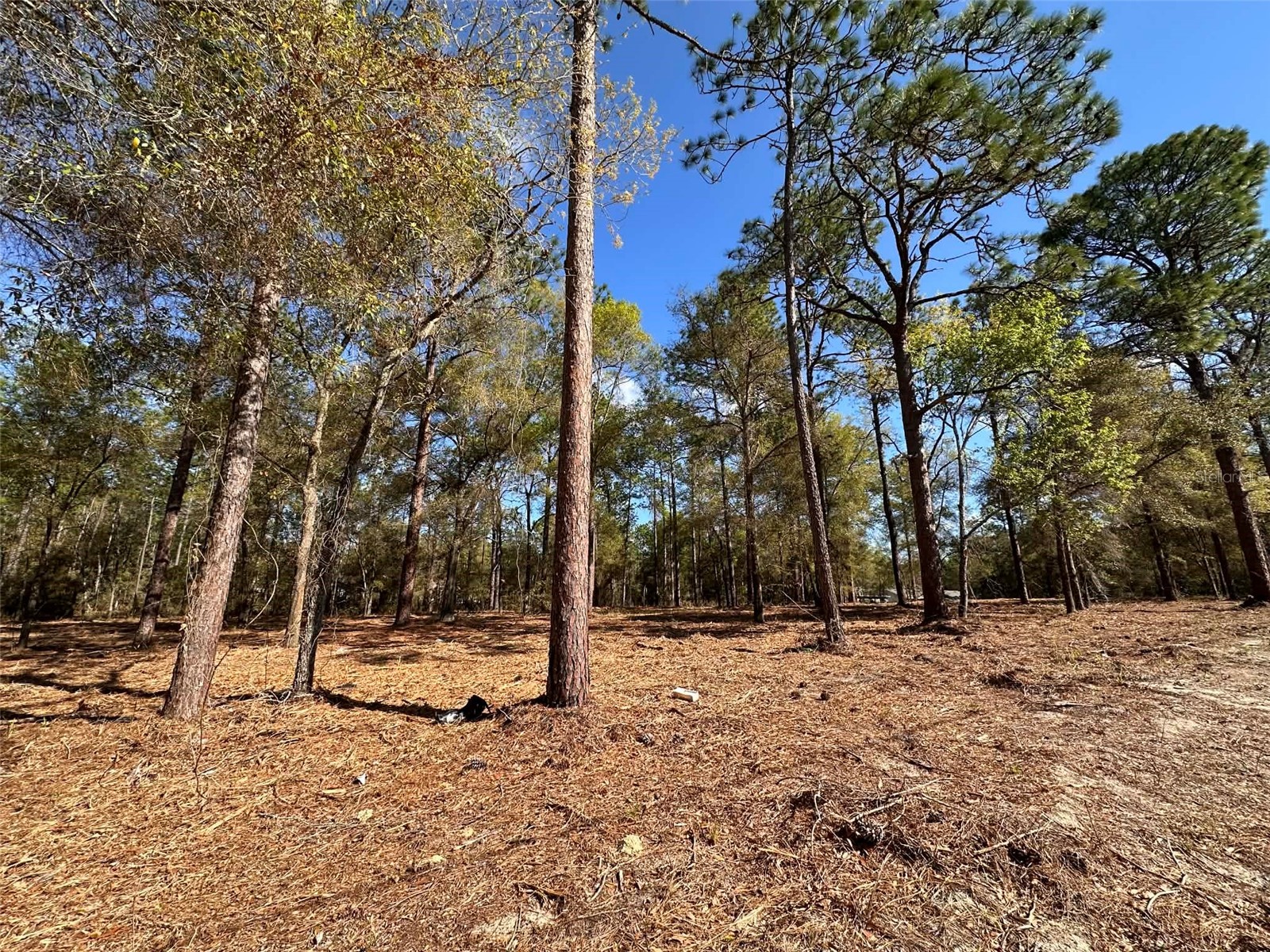 0 W Hwy 40 Ocala FL 34481 OM720383 image11