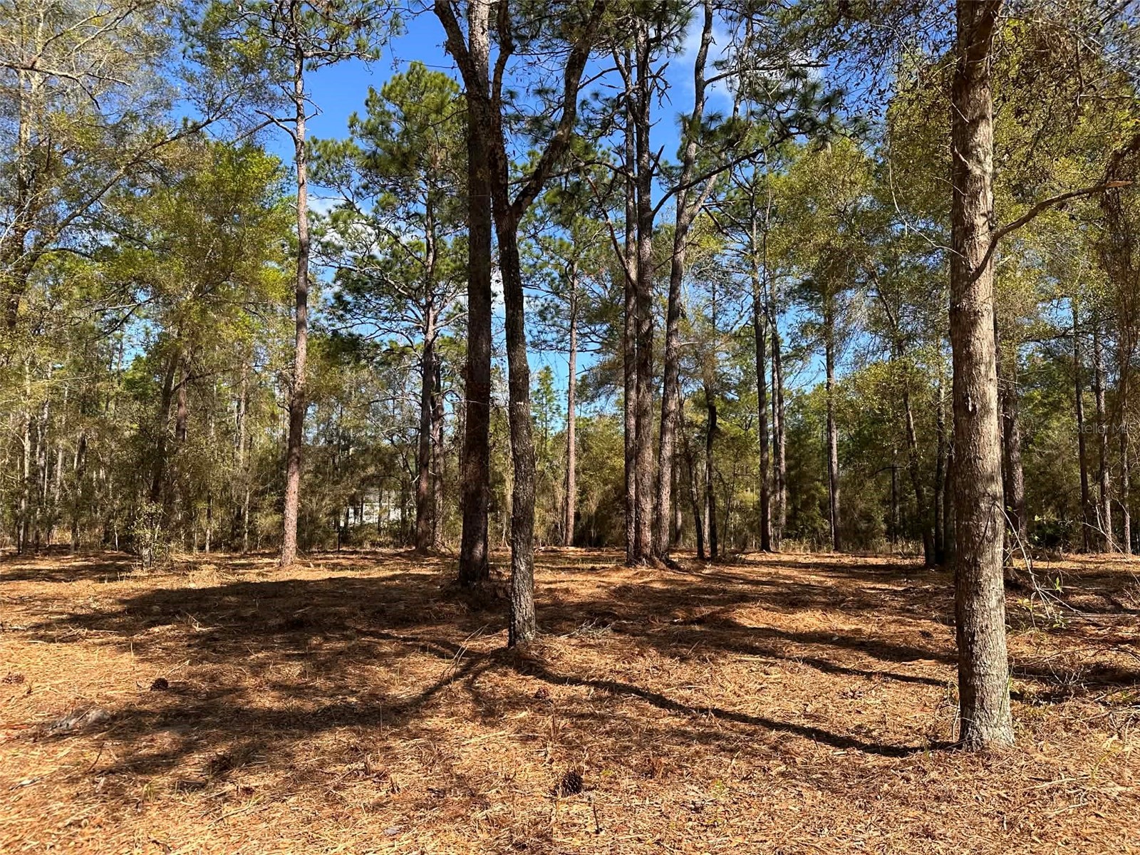 0 W Hwy 40 Ocala FL 34481 OM720384 image6