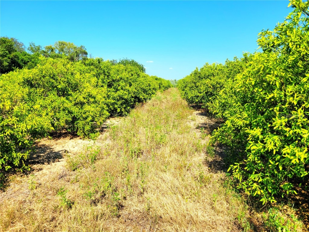 0 Wallace Road Bartow FL 33830 B4901556 image1