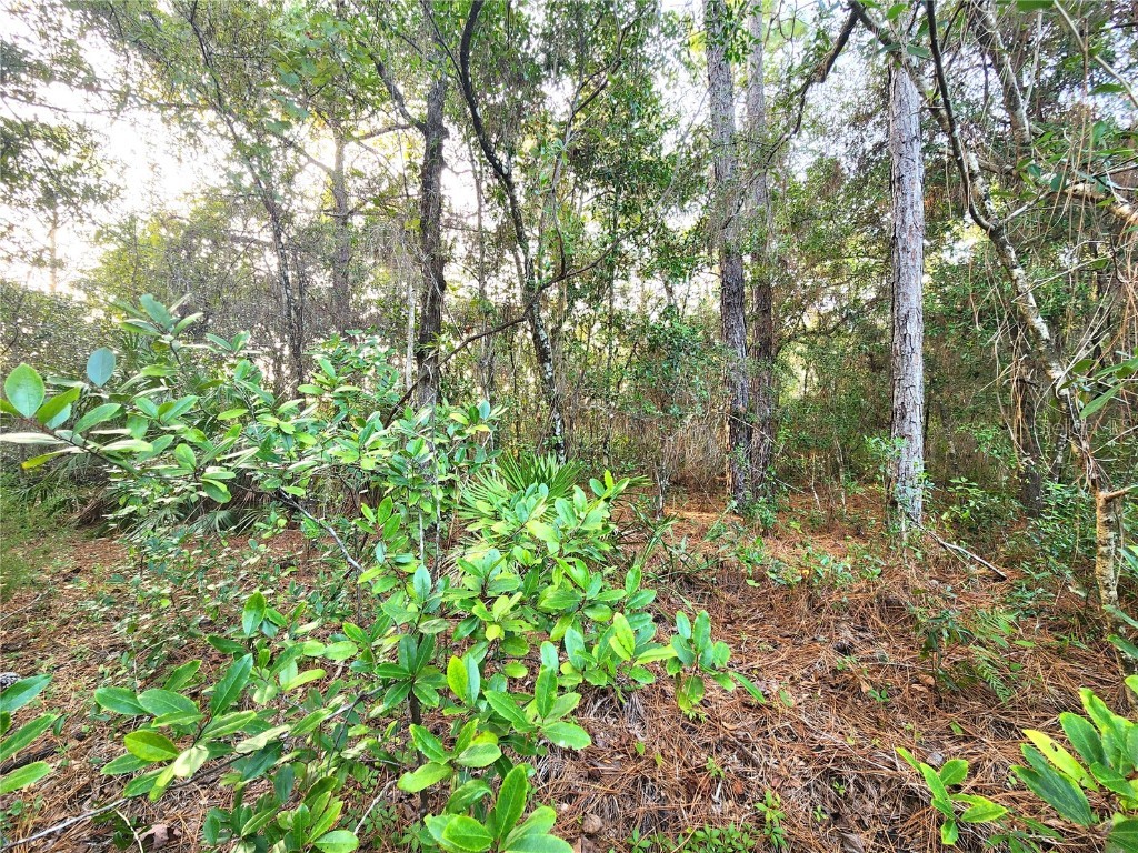 00 Canyon Swallow Road Brooksville FL 34614 T3540894 image1