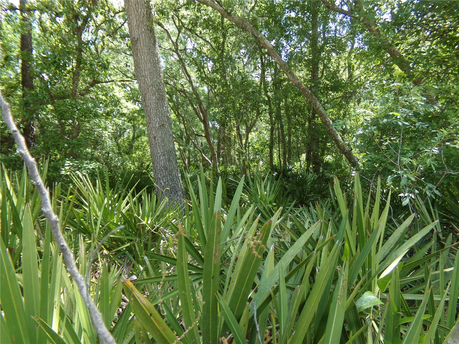 00 Cashew Drive Webster FL 33597 W7885153 image2