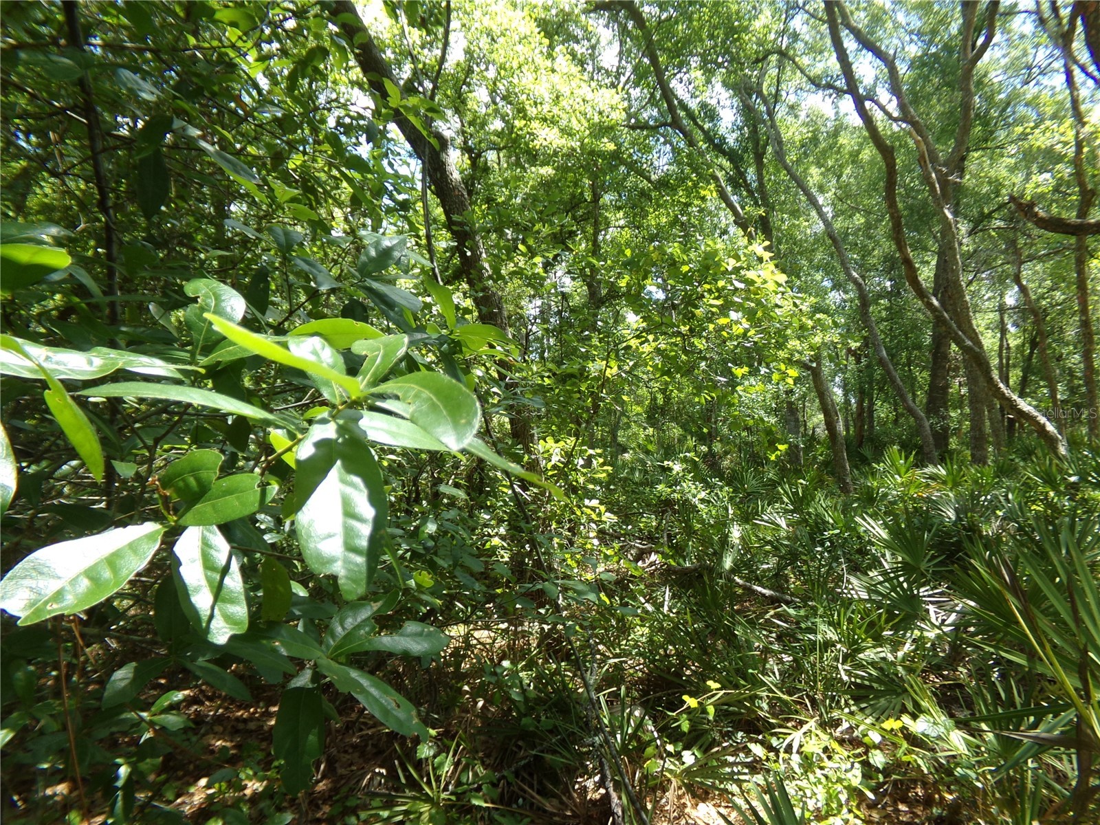 00 Cashew Drive Webster FL 33597 W7885153 image3