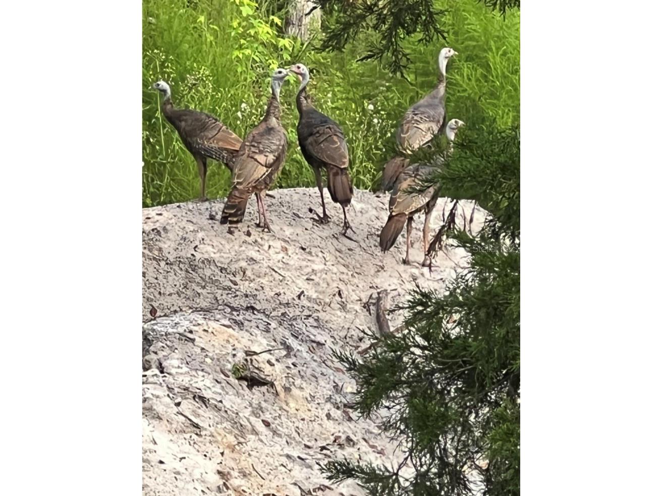 00 Clayton Road Cedar Key FL 32625 OM716937 image15